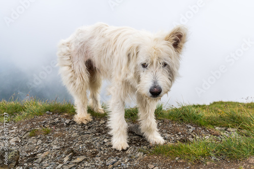 Large white shepherd dog © Xalanx