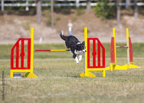 Dog agility in action on an outdoor track. Sunny summer day, green grass field.