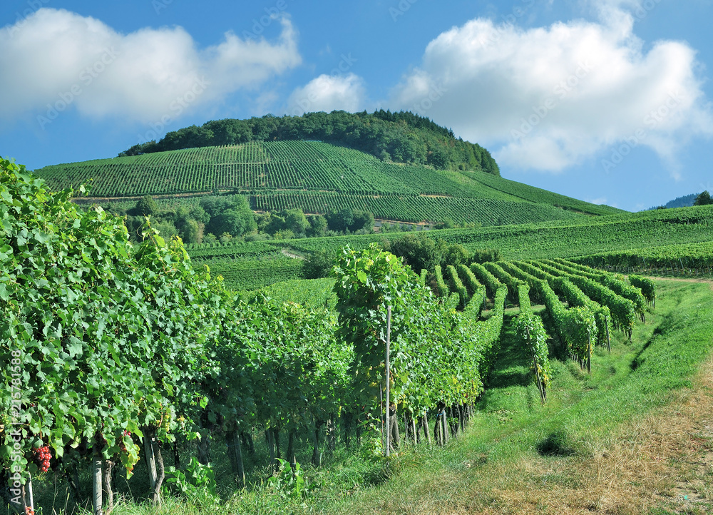 Weinbau in der Kaiserstuhl Weinregion im Schwarzwald,Baden-Württemberg,Deutschland