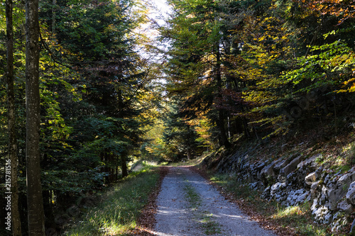 path in forest covered in brown leaves idyllic neature photo