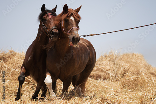 Horses separating the wheat from the chaff, threshing wheat by running two horses in circles photo