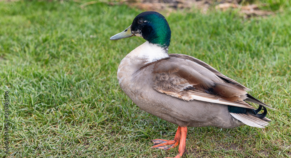 Obraz premium German duck isolated near a canal
