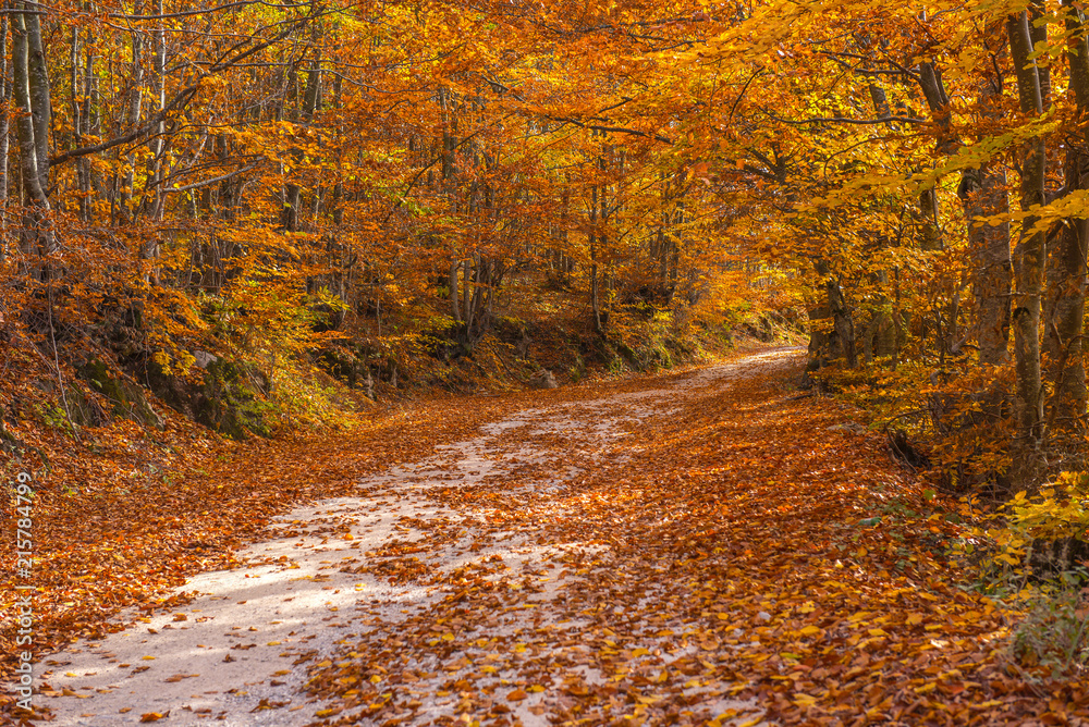 Fototapeta premium Forest road in the autumn