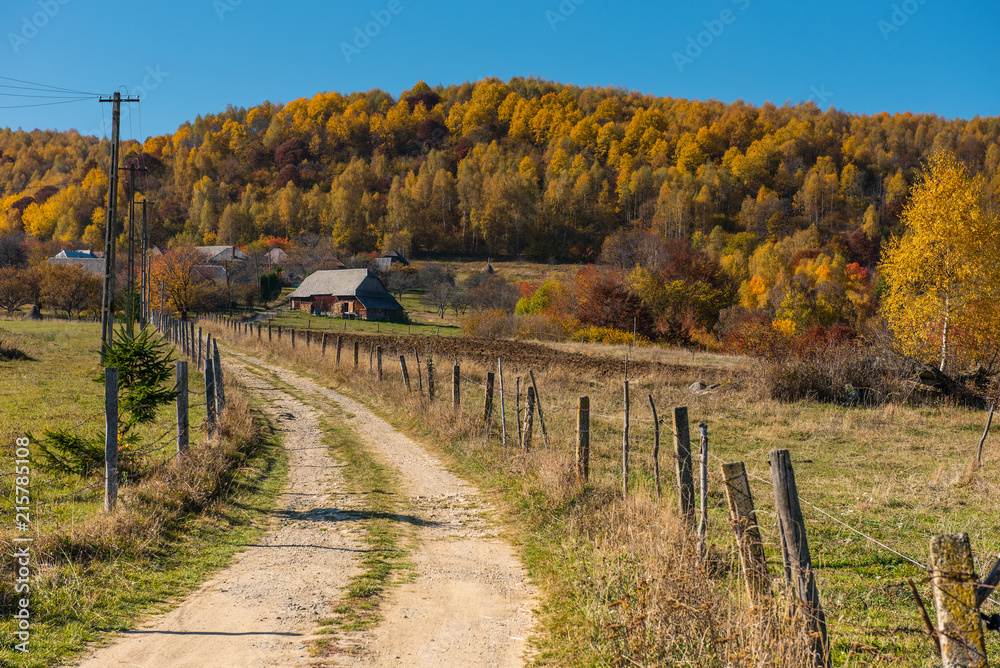 Village road and autumn forest