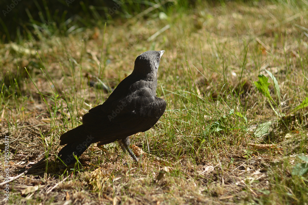 Obraz premium The rooken chick walks in the green grass in the park.