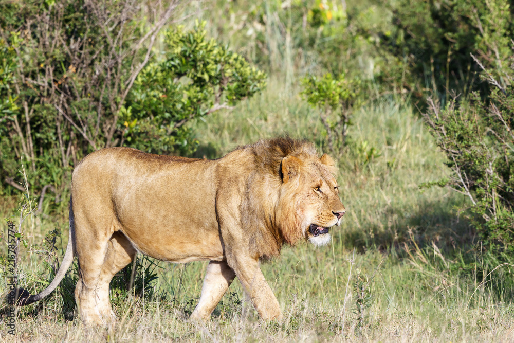 Fototapeta premium Walking big male Lion on the savannah