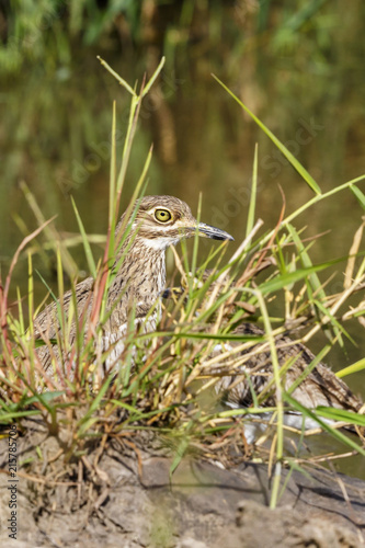 Water thick-knee bird hiding in the grass