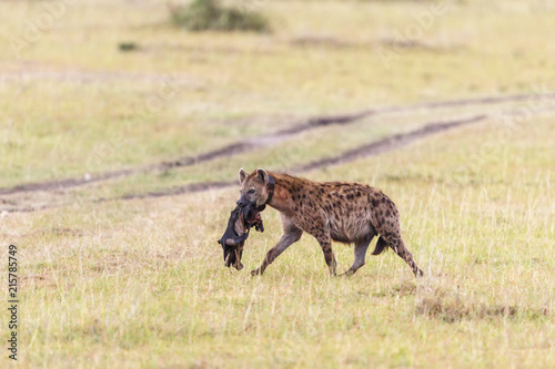 Hyena with a tracking collar carrying an prey on the savannah