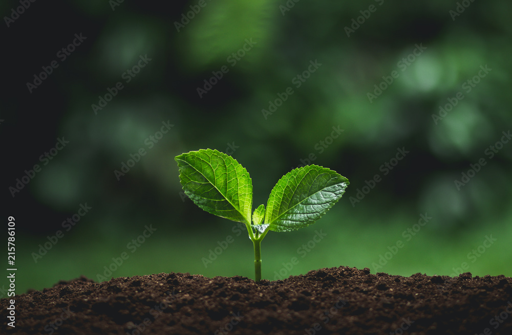 Plant seedlings in nature plant a tree natural background Plant Coffee seedlings in nature green fresh Plant seedlings in nature plant a tree natural background Plant Coffee seedlings in nature green fresh