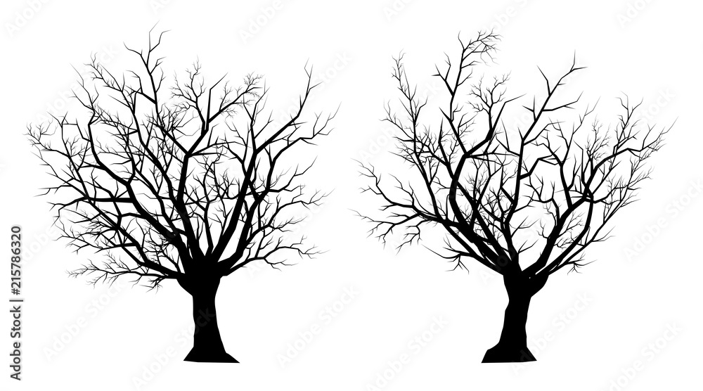 silhouette dead tree on a white background