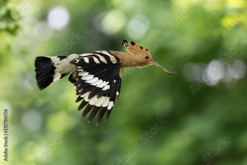 Upupa in volo nel bosco (Upupa epops) © manuel