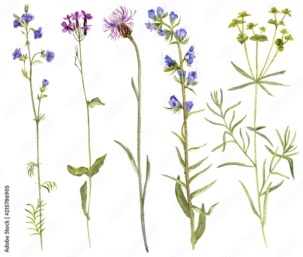 Fototapeta premium Set of watercolor flowers and plants