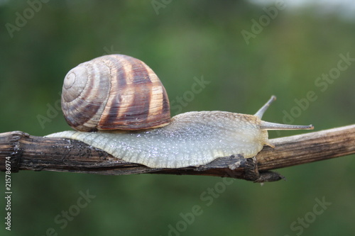  Snail crawling on a branch close-up