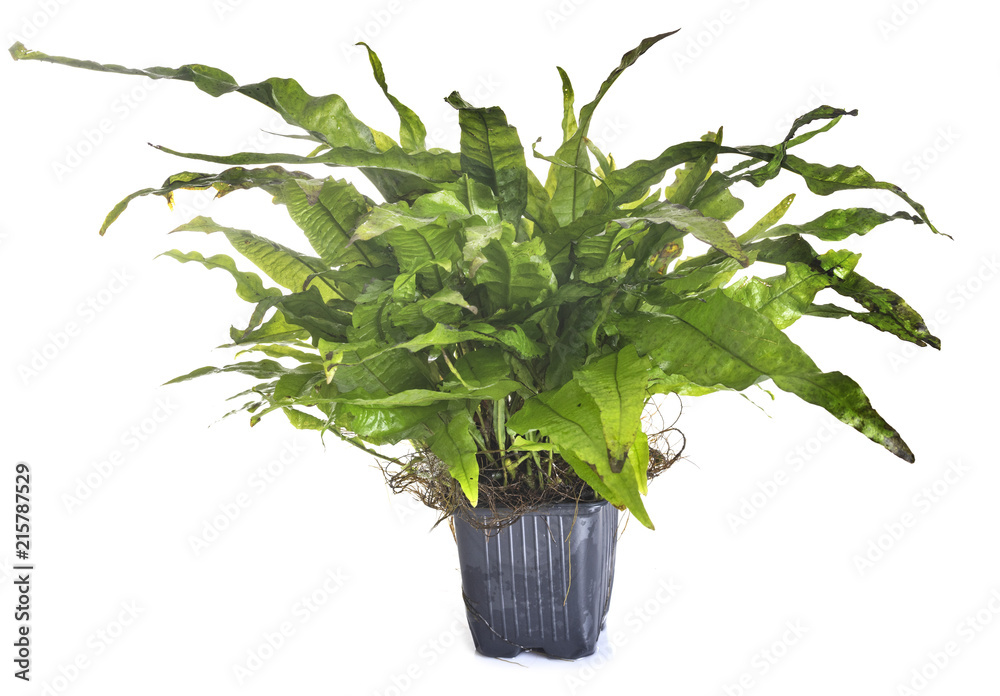 Obraz premium Microsorum pteropus in studio