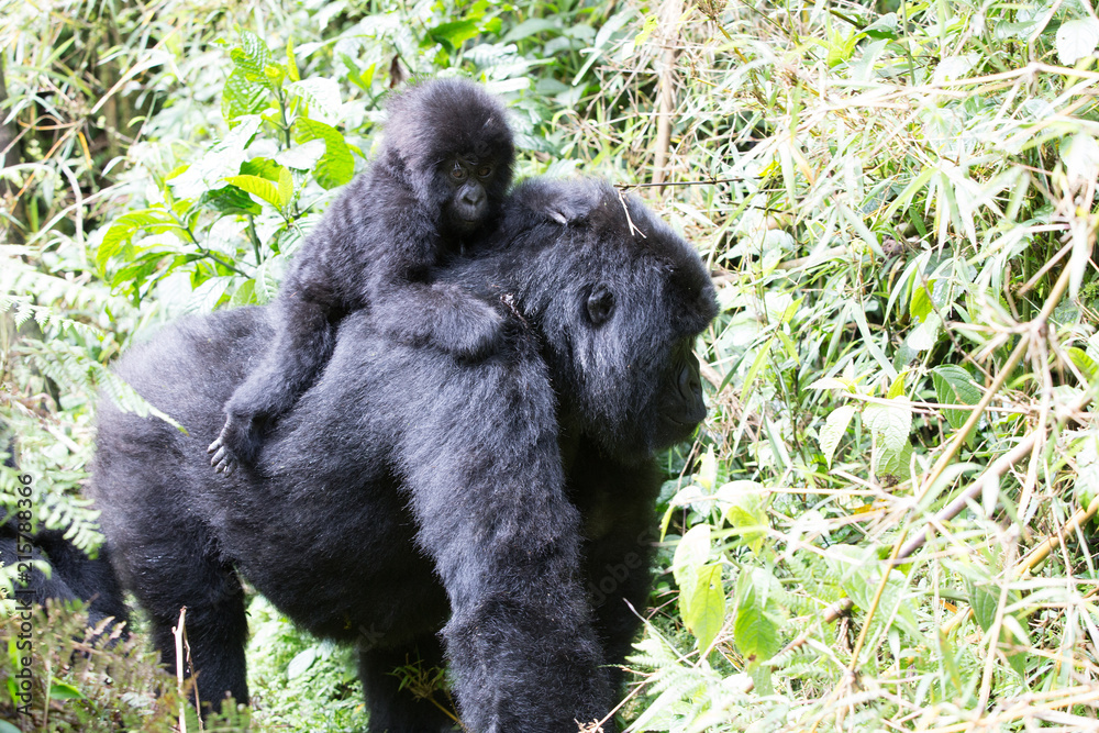 A Baby Gorilla (Gorilla beringei beringei) sitting on the back of its parent in the Rwandan jungle