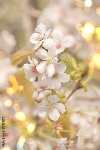 Close-up on white somei yoshino cherry blossom with pale bokeh tilt lens effect in Asukayama park in the Kita district of Tokyo, Japan.