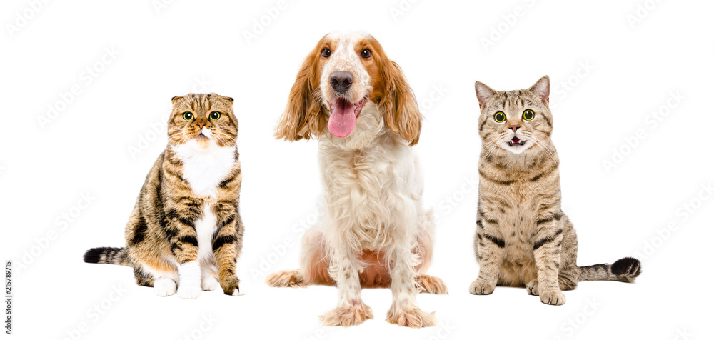 Russian Spaniel and two cats sitting together, isolated on white background