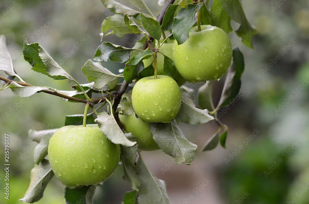 Branch of ripe apples, green variety, juicy fruit, source of vitamin, summer garden, photo after rain Branch of ripe apples, green variety, juicy fruit, source of vitamin, summer garden, photo after rain