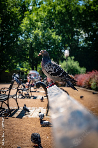 Obraz na płótnie pigeon on a bench