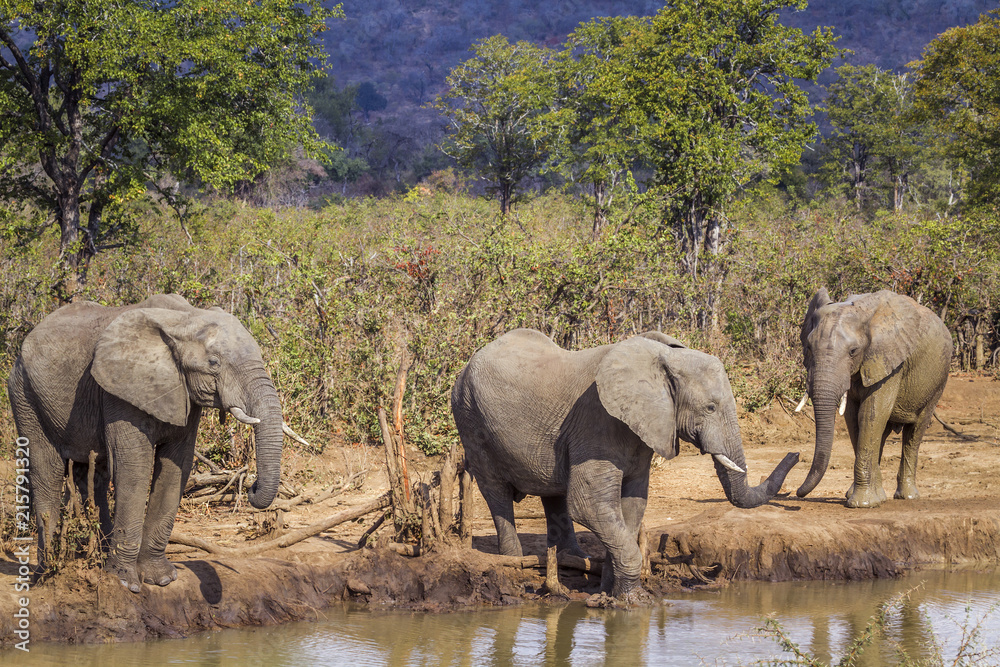 Obraz premium African bush elephant in Kruger National park, South Africa; Specie Loxodonta africana family of Elephantidae