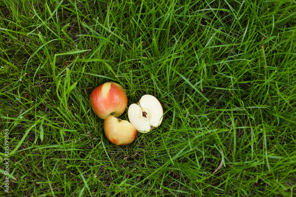 Ripe yellow red apples lying on the grass. One of them is sliced. Close up background Ripe yellow red apples lying on the grass. One of them is sliced. Close up background