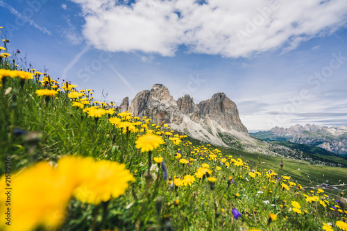 Fototapeta Naklejka Na Ścianę i Meble -  Beautiful summer mountain view of Passo Sella and high peak Sassopiatto and Sassolungo, Langkofel, Dolomiti, Sella group. Green meadows and pastures, alpine dolomites peaks and blue sky.