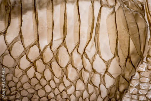 snake skin - texture close up in the detail