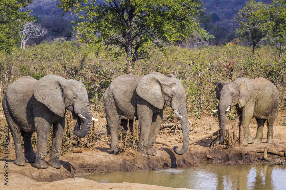 Fototapeta premium African bush elephant in Kruger National park, South Africa