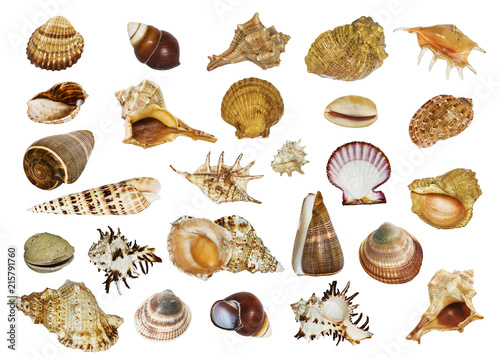collage of sea shells of different shapes on white background isolated