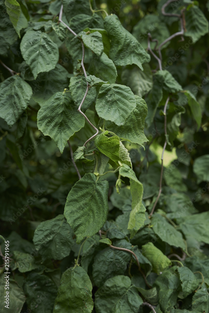 Corylus avellana contorta