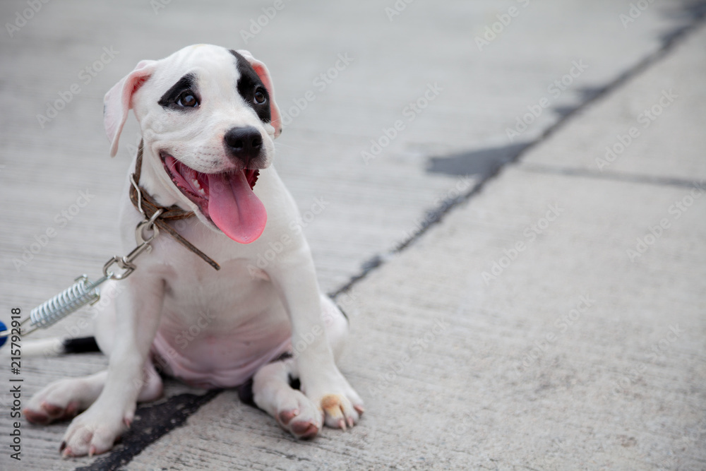 Puppy American bully dog species age 2 months and Owner.