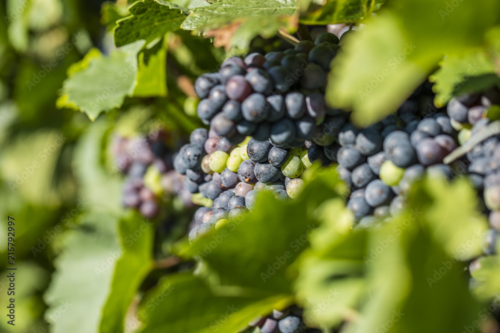 blue grapes in vineyard