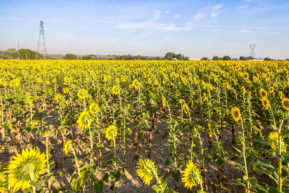 Obraz premium Big sunflower field
