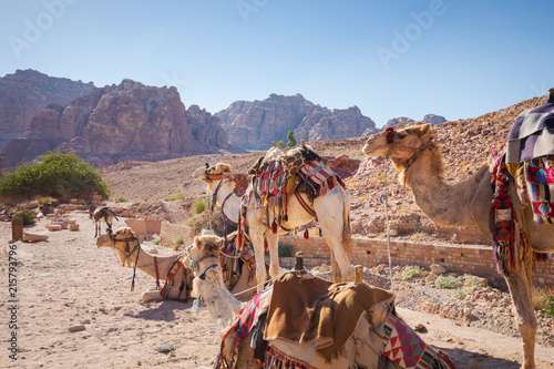 Saddled camels wait standing and crouching for a touristic ride in Petra's famous corridor canyon, in Jordan. © Em Campos