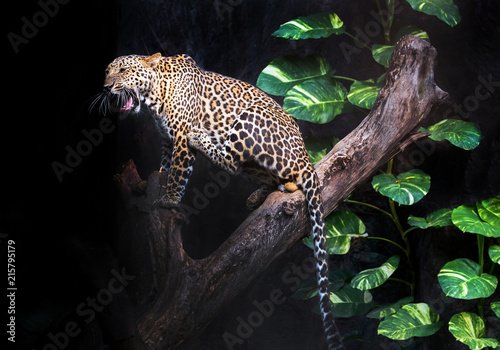 Leopard is resting in the atmosphere of nature forest.