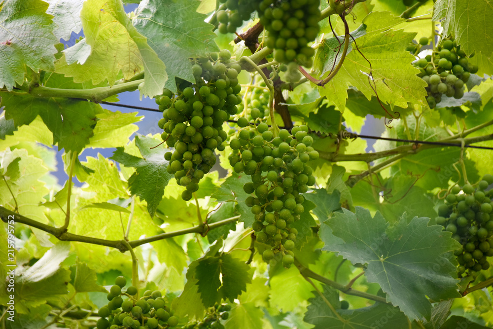 Ökologische Weinanbau