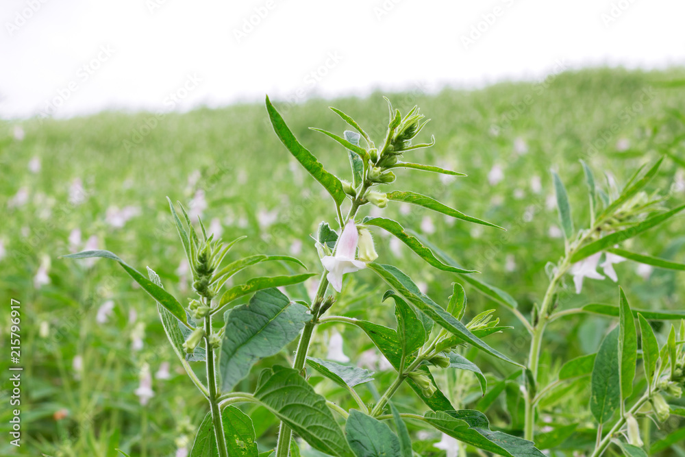 Fototapeta premium sesame seed plants blooming in the area of farmland