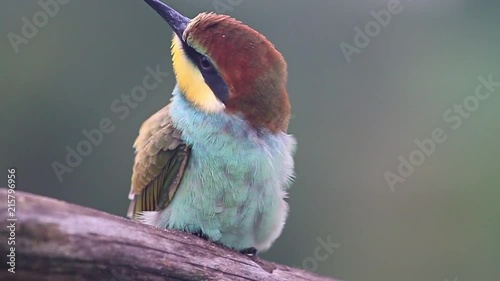 cute colored bird slowly shooting/cute colored bird slowly shooting