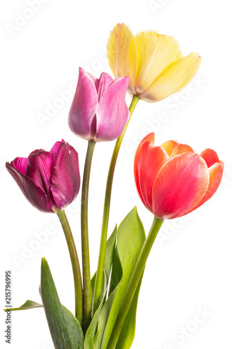 Fototapeta Naklejka Na Ścianę i Meble -  Multi-colored flowers tulips of natural coloring isolated on white background