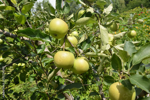 Wallpaper Mural Green apple on the apple tree with beautiful summer background. Torontodigital.ca