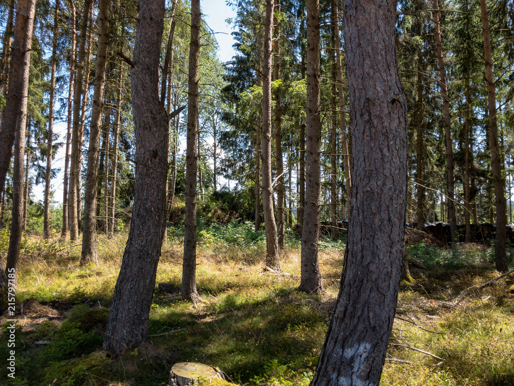 In the forest on a nice summer day In the forest on a nice summer day