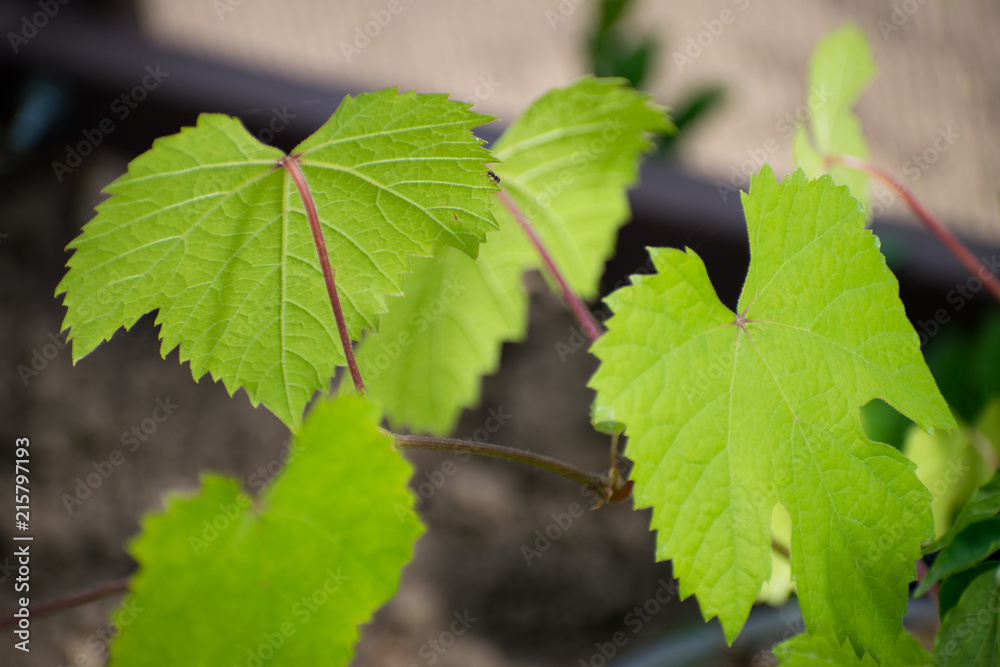 Green leaves of black currant on a blurred background, Black currant/ Green leaves of black currant on a blurred background, Black currant/