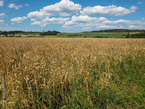 Wheat Field