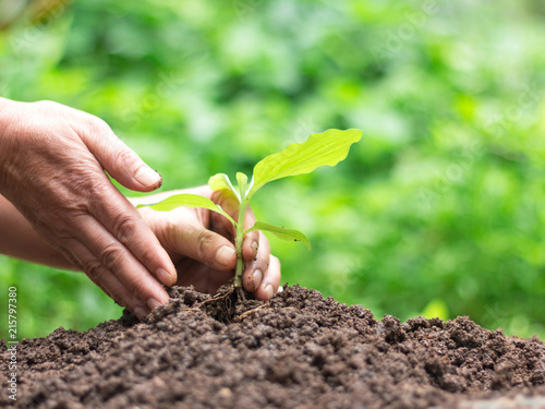 Human hands are planting young plant into fertile soil.