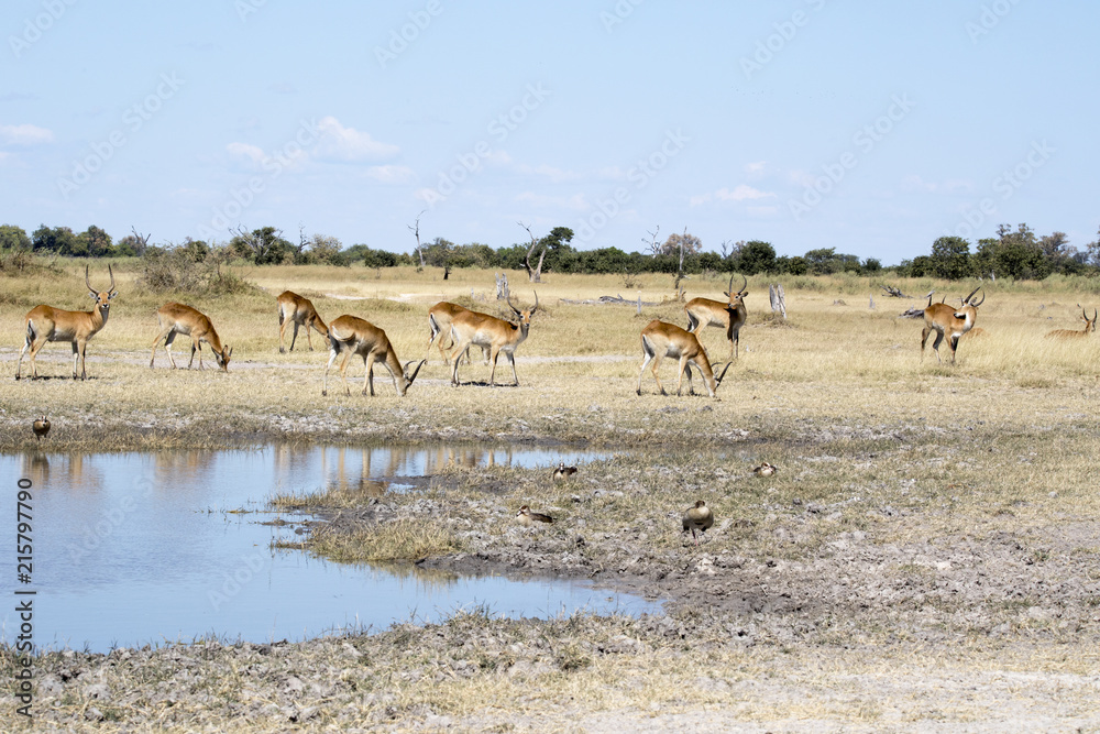 Impala, Aepyceros melampus, in the Moremi National Park, Botswana