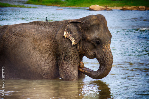 elephant in the river © Happy monkey