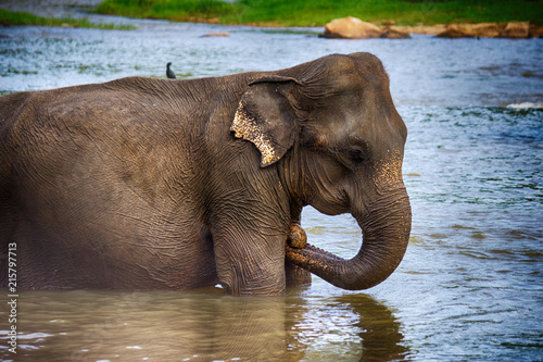 elephant in the river