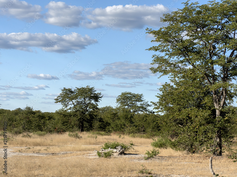 Landscape, in the Moremi National Park, Botswana Landscape, in the Moremi National Park, Botswana