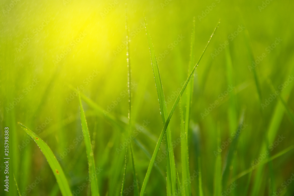 Water drops on a green grass with Nature background,Early morning dew on grass.selected focus Water drops on a green grass with Nature background,Early morning dew on grass.selected focus