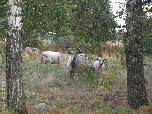 White cows